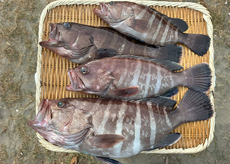 マハタを追う vol.5 釣果写真